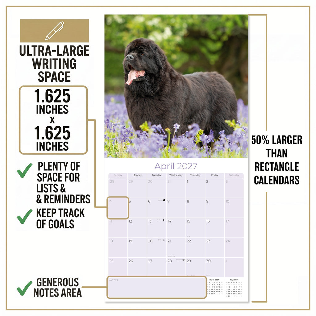 Newfoundland Wall Calendar 2027 - 12" x 12" Monthly Loyal Life-Saving & Plush Newfie Giant Calendar