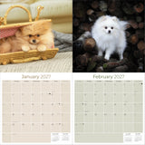 Pomeranian Wall Calendar 2027 - 12" x 12" Monthly Spirited & Fluffy Pom Pom Toy Dog Breed Calendar