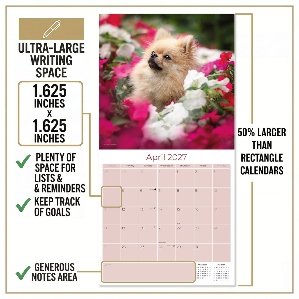 Pomeranian Wall Calendar 2027 - 12" x 12" Monthly Spirited & Fluffy Pom Pom Toy Dog Breed Calendar
