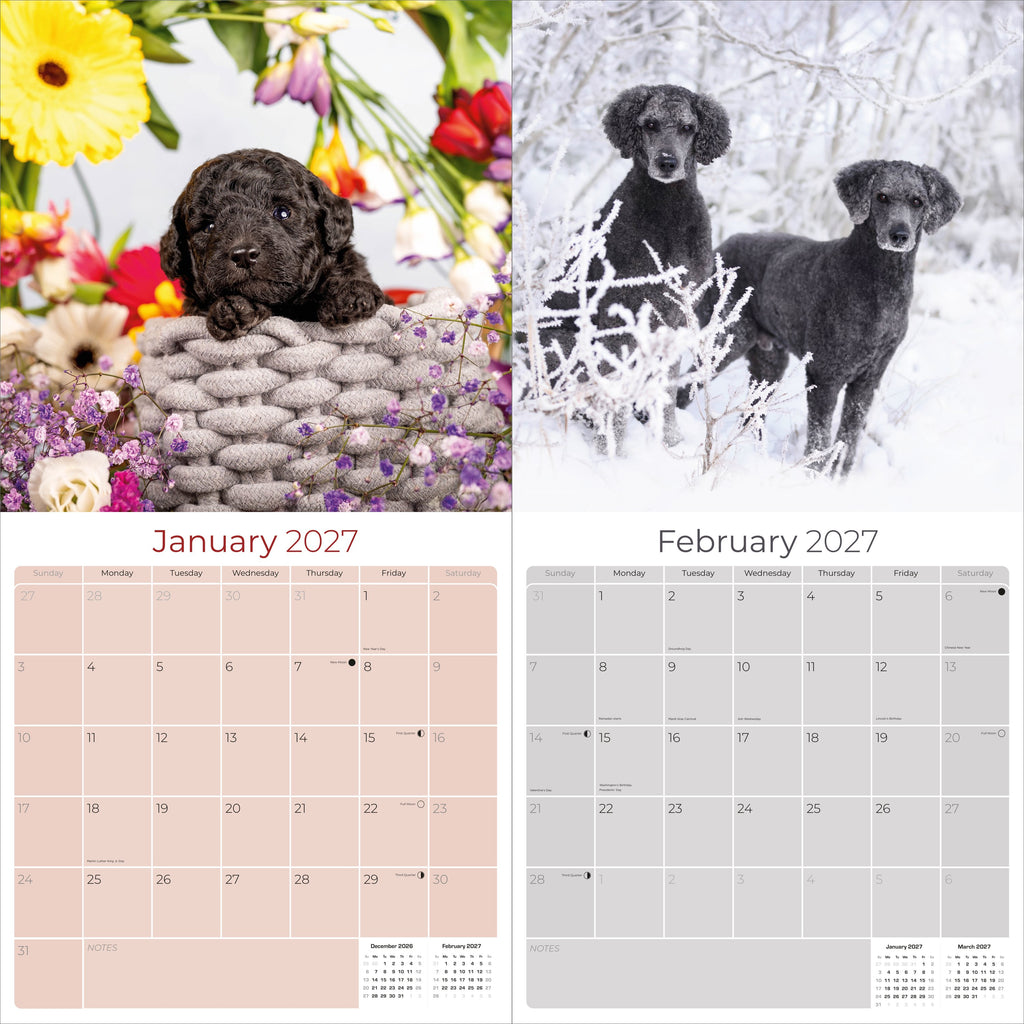 Poodle Wall Calendar 2027 - 12" x 12" Monthly Intelligent & Elegant Standard Poodle Breed Calendar
