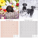 Poodle Wall Calendar 2027 - 12" x 12" Monthly Intelligent & Elegant Standard Poodle Breed Calendar