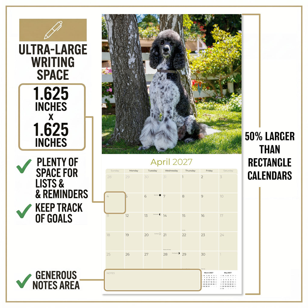 Poodle Wall Calendar 2027 - 12" x 12" Monthly Intelligent & Elegant Standard Poodle Breed Calendar