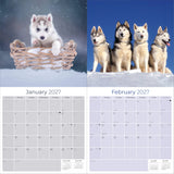 Siberian Husky Wall Calendar 2027 - 12" x 12" Monthly Athletic & Adventurous Husky Dog Breed Calendar