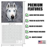 Siberian Husky Wall Calendar 2027 - 12" x 12" Monthly Athletic & Adventurous Husky Dog Breed Calendar