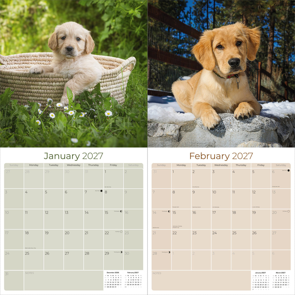 Golden Retriever Puppies Wall Calendar 2027 - 12" x 12" Monthly Adorable Golden Retriever Puppy Companion Calendar