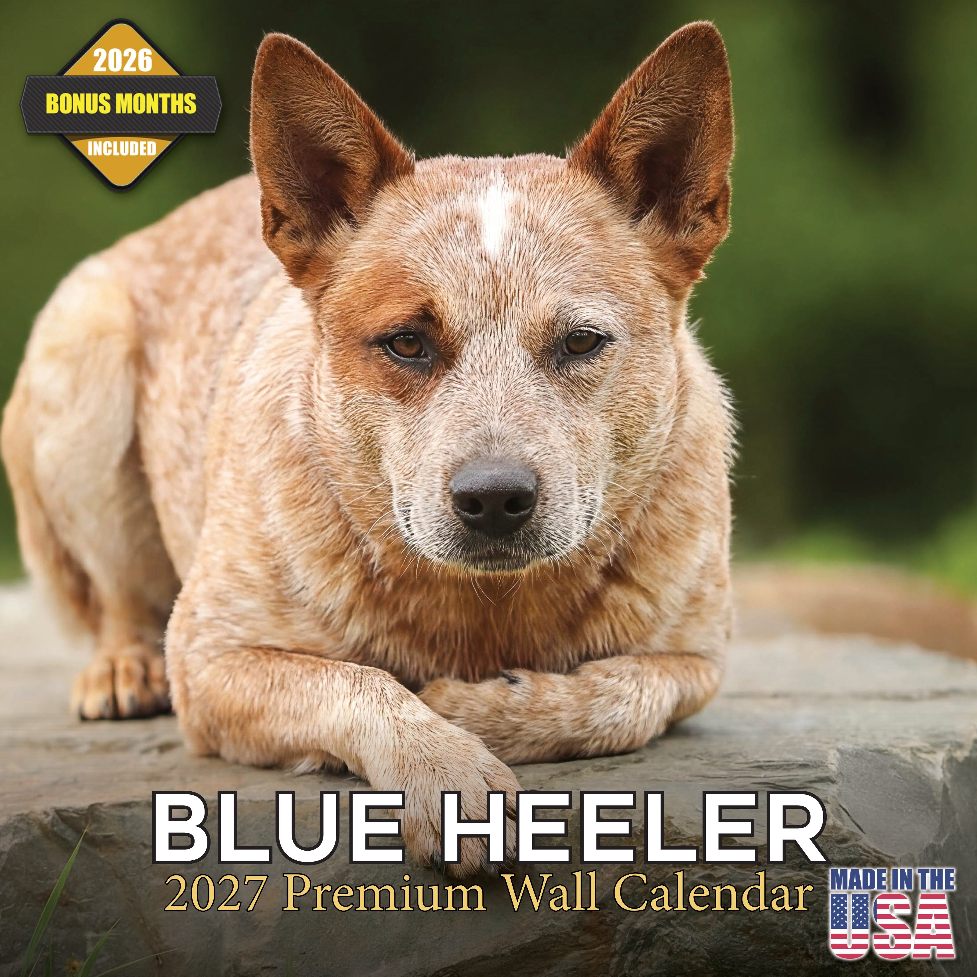 Blue Heeler Wall Calendar 2027 - 12