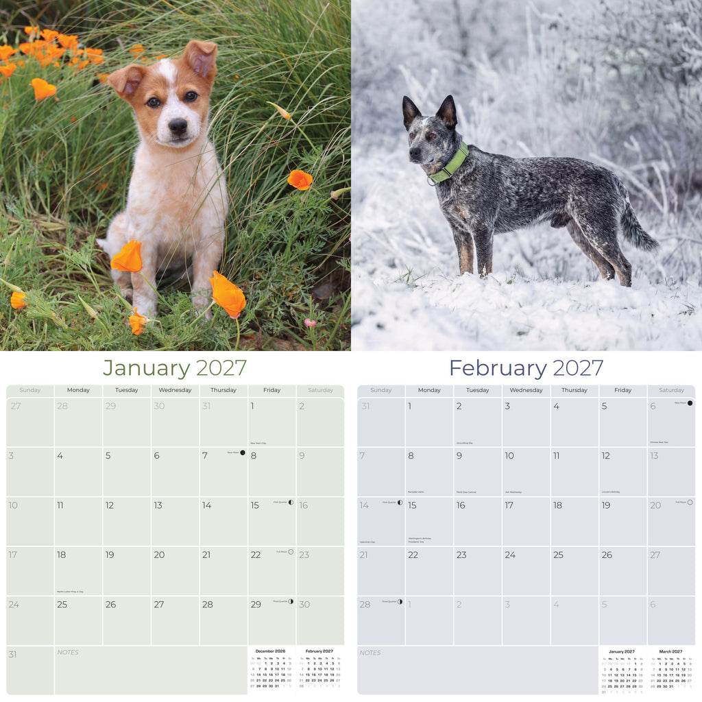 Blue Heeler Wall Calendar 2027 - 12" x 12" Monthly Quick Loyal Australian Herding Dog Breed Calendar