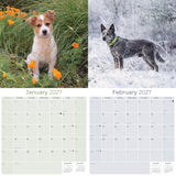 Blue Heeler Wall Calendar 2027 - 12" x 12" Monthly Quick Loyal Australian Herding Dog Breed Calendar