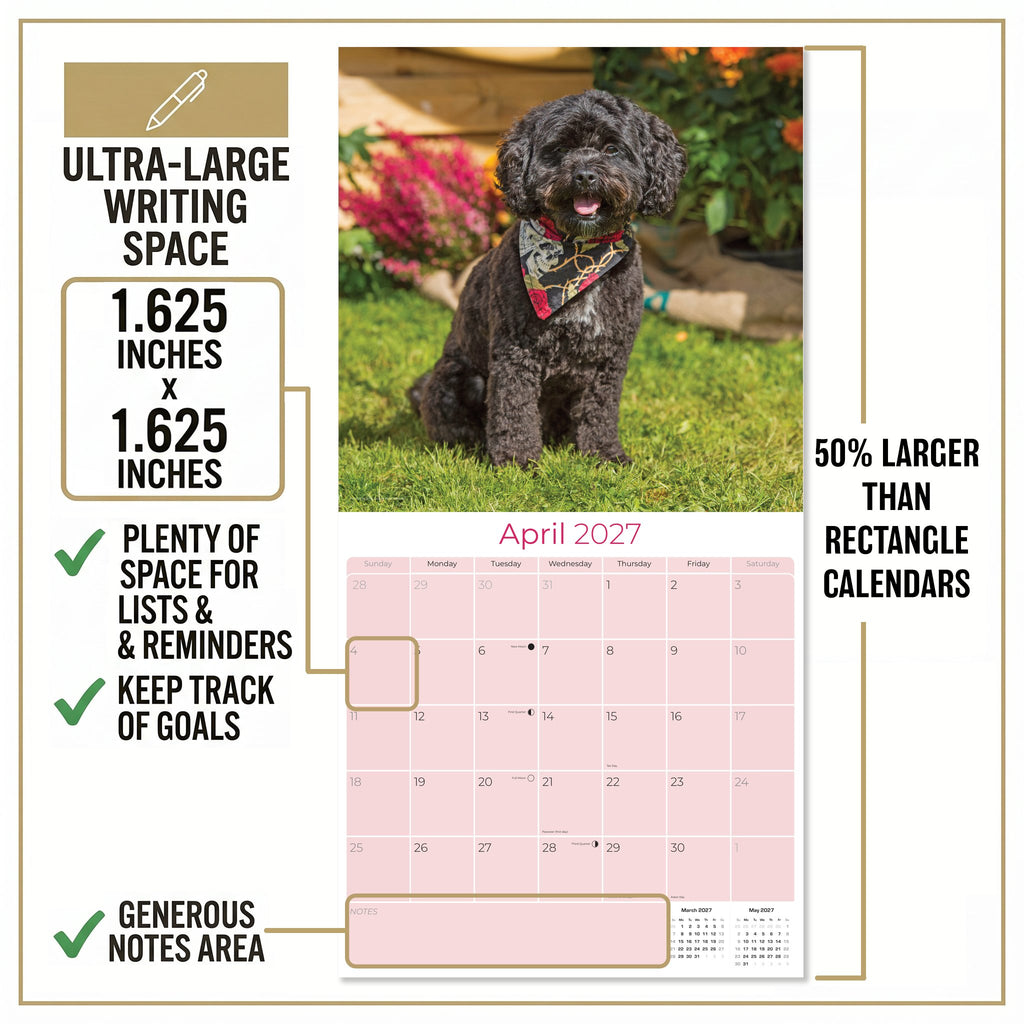 Cavapoo Wall Calendar 2027 - 12" x 12" Monthly Loving Intelligent Designer Cavoodle Calendar