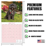 Cavapoo Wall Calendar 2027 - 12" x 12" Monthly Loving Intelligent Designer Cavoodle Calendar