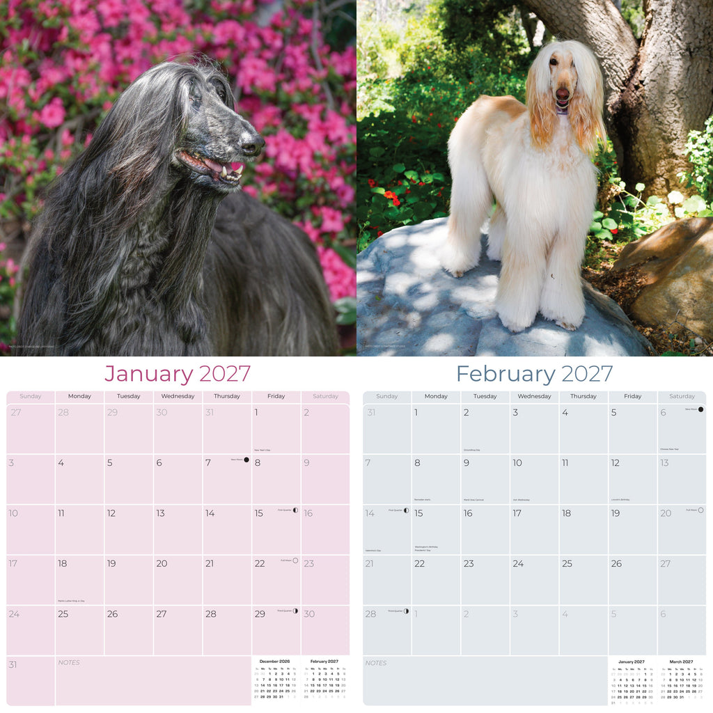 Afghan Hound Wall Calendar 2027 - 12" x 12" Monthly Dog Breed Calendar