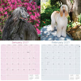 Afghan Hound Wall Calendar 2027 - 12" x 12" Monthly Dog Breed Calendar