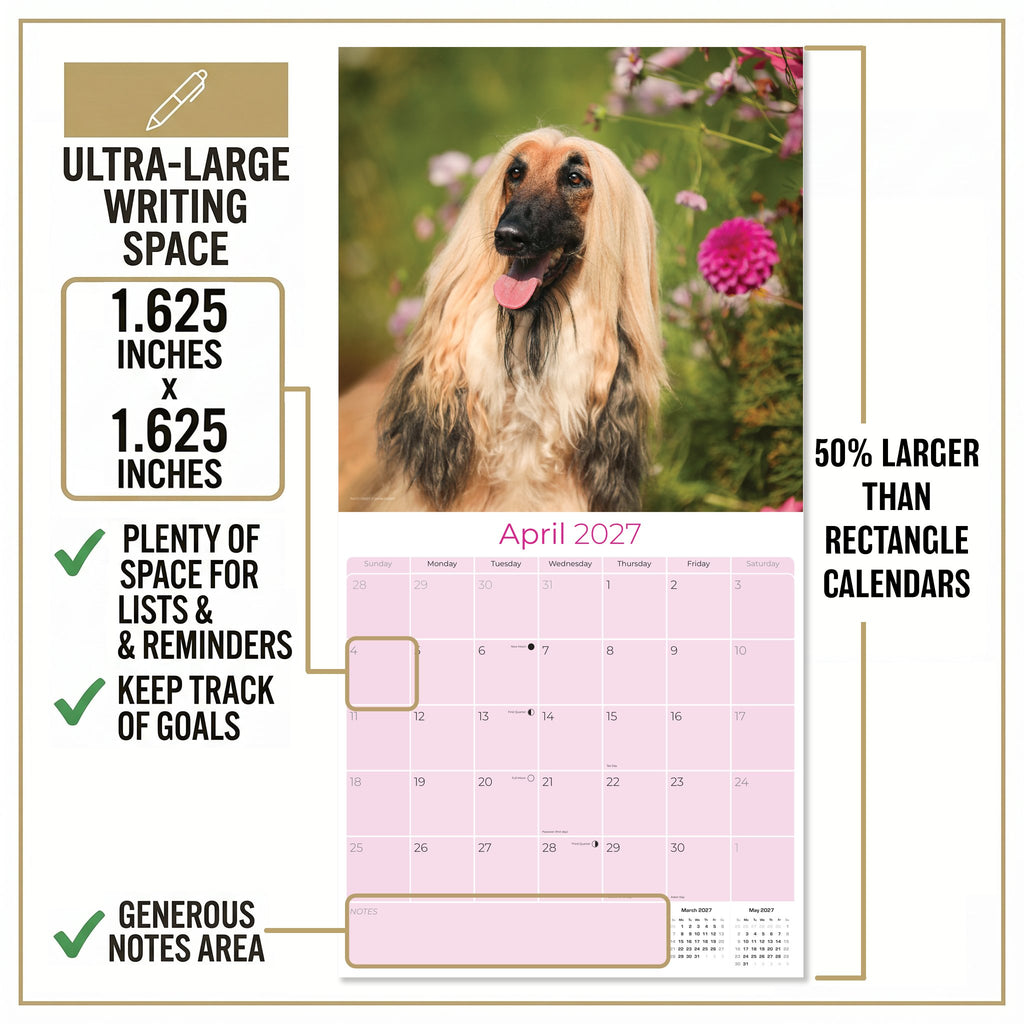Afghan Hound Wall Calendar 2027 - 12" x 12" Monthly Dog Breed Calendar