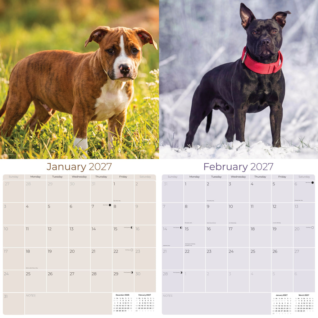 American Staffordshire Terrier Wall Calendar 2027 - 12" x 12" Monthly Strong & Confident AmStaff Breed Calendar