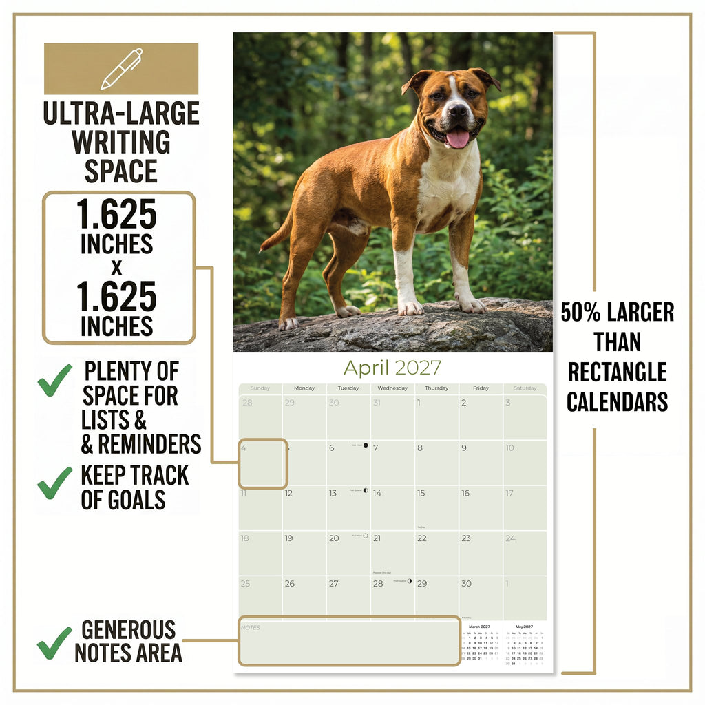 American Staffordshire Terrier Wall Calendar 2027 - 12" x 12" Monthly Strong & Confident AmStaff Breed Calendar