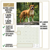 American Staffordshire Terrier Wall Calendar 2027 - 12" x 12" Monthly Strong & Confident AmStaff Breed Calendar