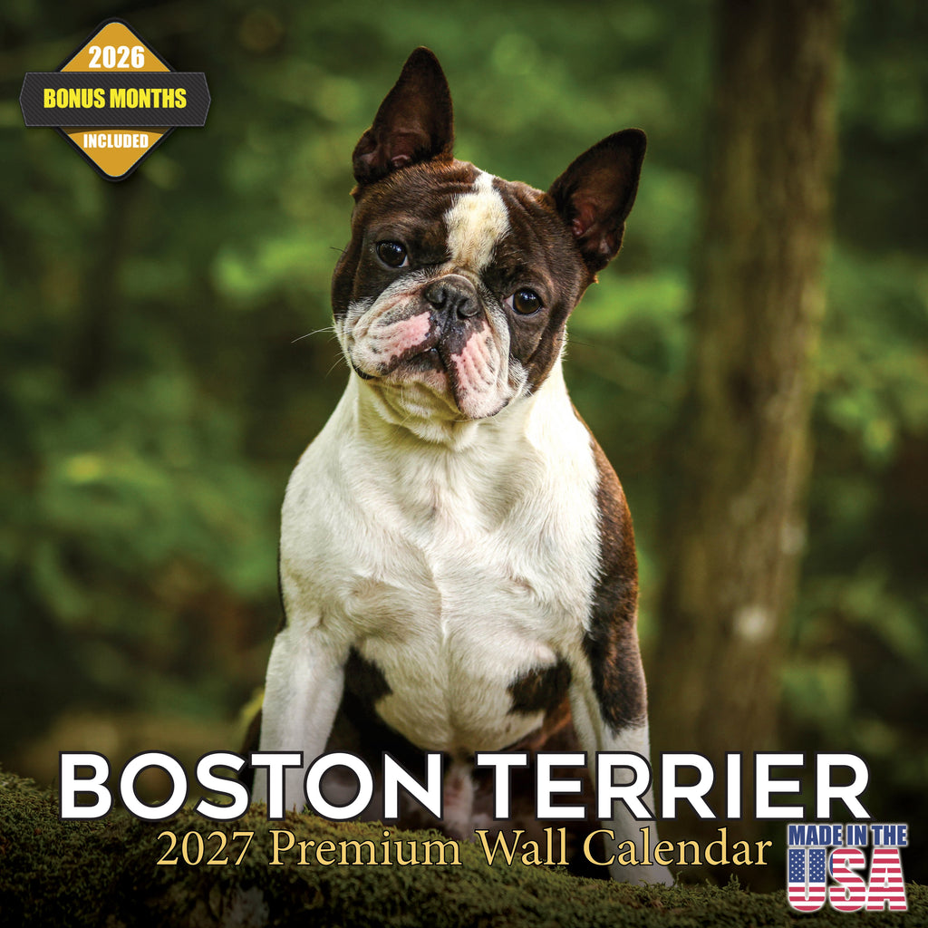 Boston Terrier Wall Calendar 2027 - 12" x 12" Monthly Lively Amusing American Gentleman Calendar