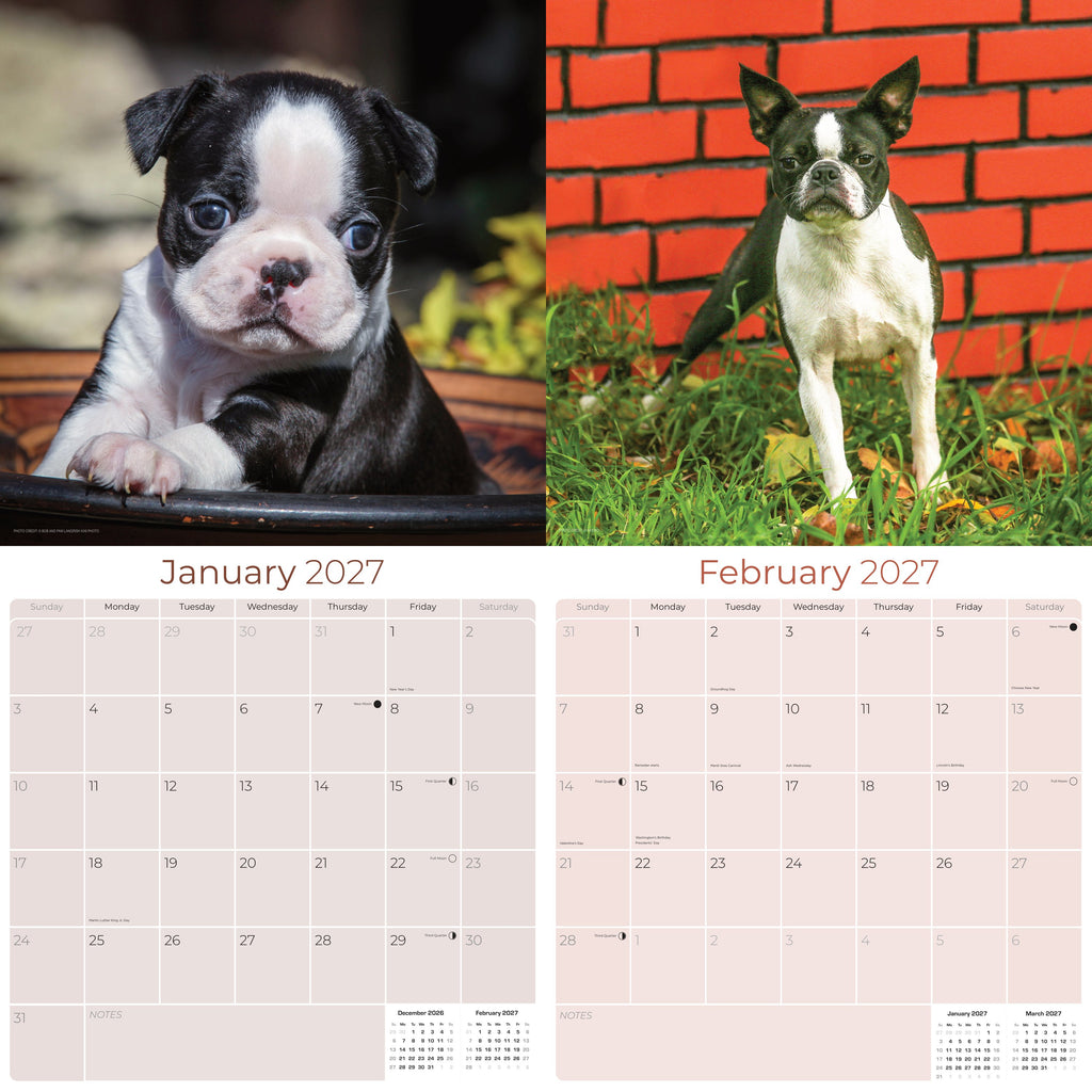 Boston Terrier Wall Calendar 2027 - 12" x 12" Monthly Lively Amusing American Gentleman Calendar