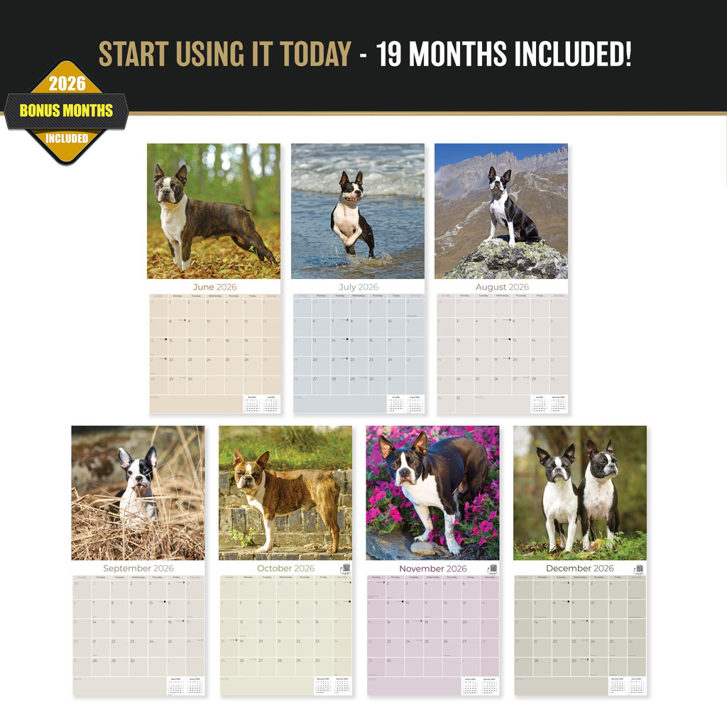 Boston Terrier Wall Calendar 2027 - 12" x 12" Monthly Lively Amusing American Gentleman Calendar