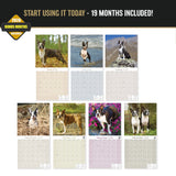 Boston Terrier Wall Calendar 2027 - 12" x 12" Monthly Lively Amusing American Gentleman Calendar