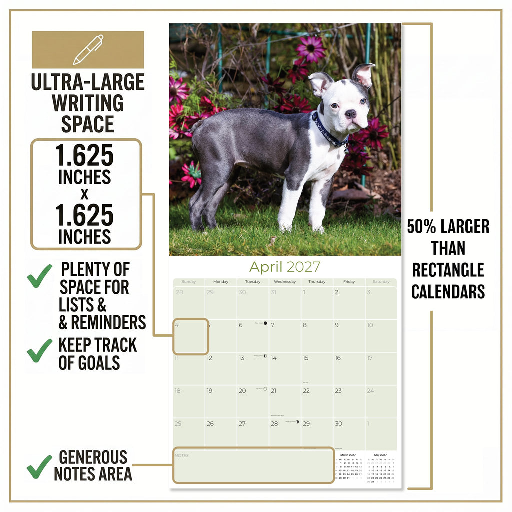 Boston Terrier Wall Calendar 2027 - 12" x 12" Monthly Lively Amusing American Gentleman Calendar