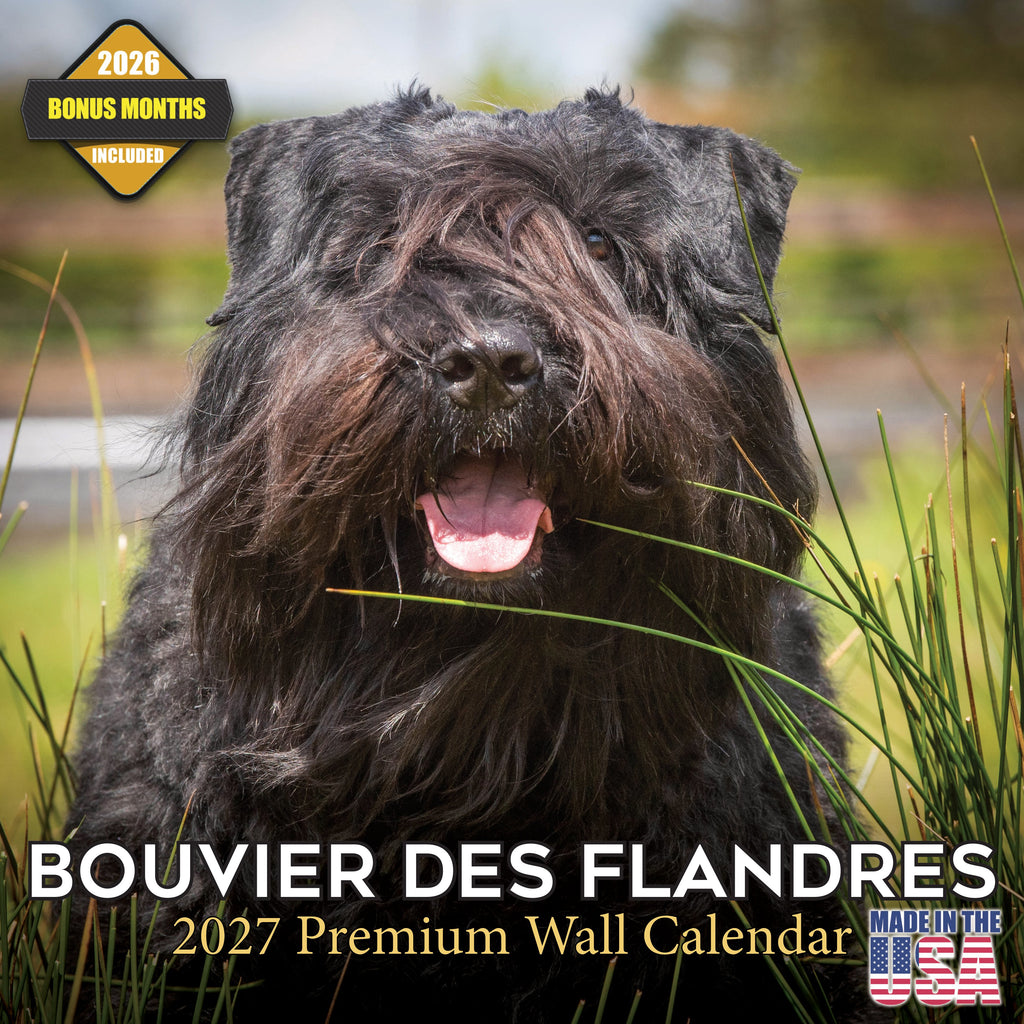 Bouvier de Flandres Wall Calendar 2027 - 12" x 12" Monthly Powerful Belgian Herding Dog Breed Calendar