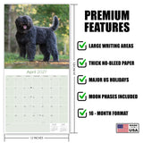 Bouvier de Flandres Wall Calendar 2027 - 12" x 12" Monthly Powerful Belgian Herding Dog Breed Calendar