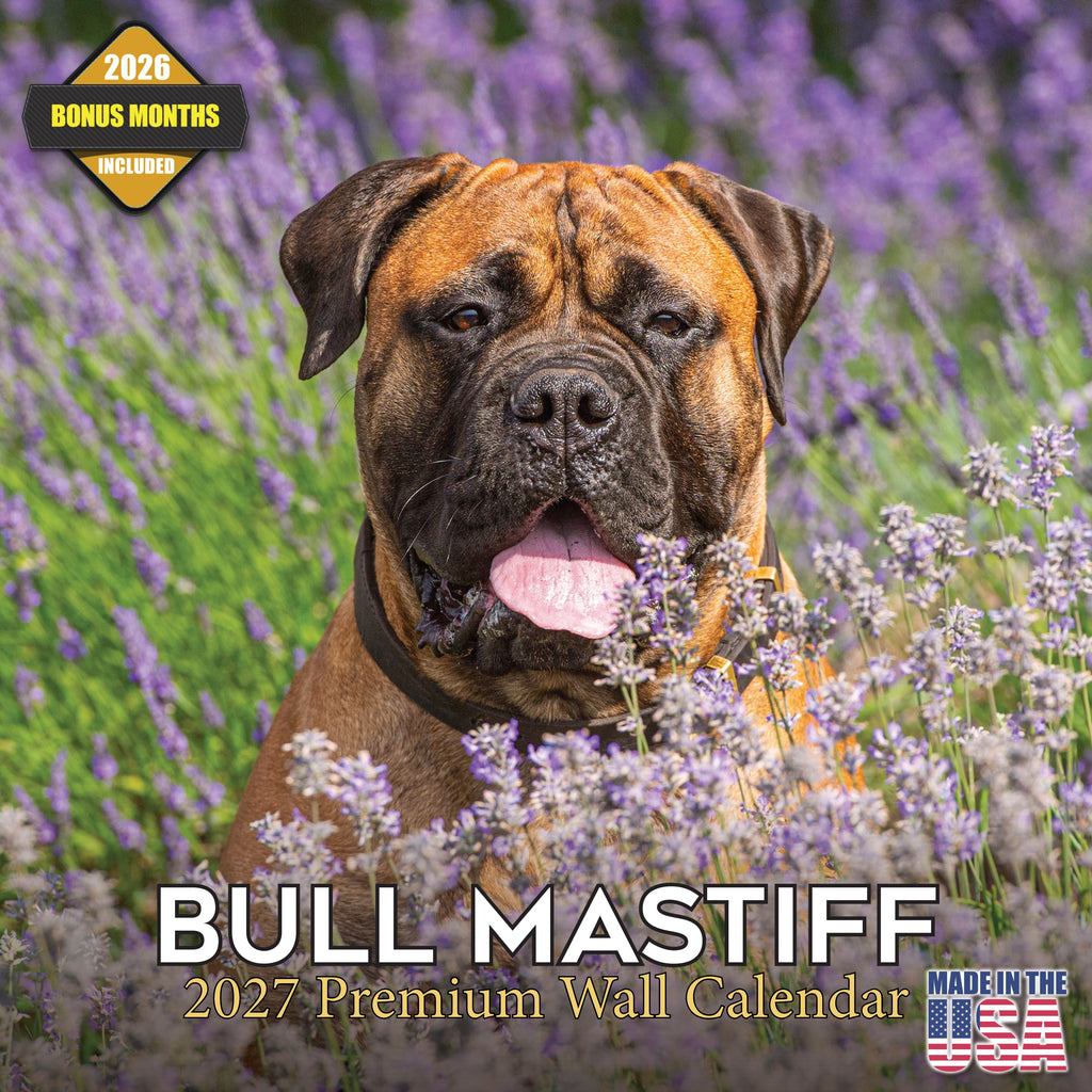 Bullmastiff Wall Calendar 2027 - 12" x 12" Monthly Brave Affectionate Giant Guard Dog Calendar