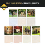 Bullmastiff Wall Calendar 2027 - 12" x 12" Monthly Brave Affectionate Giant Guard Dog Calendar