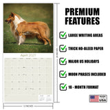 Collie Wall Calendar 2027 - 12" x 12" Monthly Noble & Majestic Rough Collie Herding Calendar