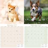 Corgi Wall Calendar 2027 - 12" x 12" Monthly Playful Pembroke & Cardigan Welsh Corgi Herding Calendar
