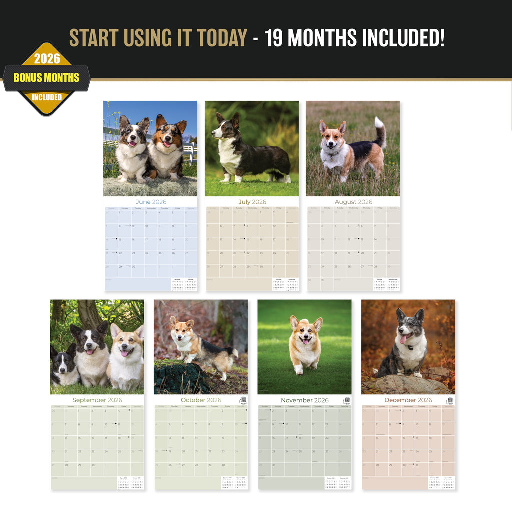 Corgi Wall Calendar 2027 - 12" x 12" Monthly Playful Pembroke & Cardigan Welsh Corgi Herding Calendar