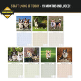 Corgi Wall Calendar 2027 - 12" x 12" Monthly Playful Pembroke & Cardigan Welsh Corgi Herding Calendar