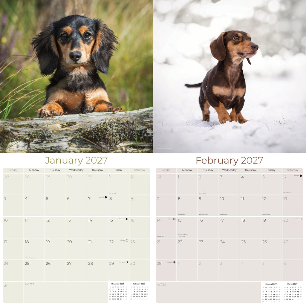 Dachshund Wall Calendar 2027 - 12" x 12" Monthly Clever Smooth & Long Badger Hound Dog Breed Calendar