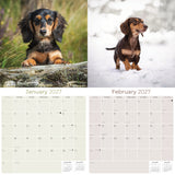 Dachshund Wall Calendar 2027 - 12" x 12" Monthly Clever Smooth & Long Badger Hound Dog Breed Calendar