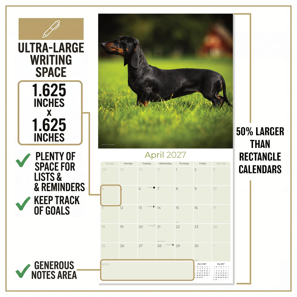Dachshund Wall Calendar 2027 - 12" x 12" Monthly Clever Smooth & Long Badger Hound Dog Breed Calendar