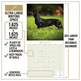 Dachshund Wall Calendar 2027 - 12" x 12" Monthly Clever Smooth & Long Badger Hound Dog Breed Calendar
