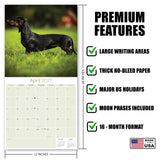 Dachshund Wall Calendar 2027 - 12" x 12" Monthly Clever Smooth & Long Badger Hound Dog Breed Calendar
