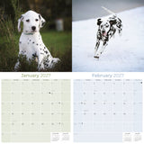 Dalmatian Wall Calendar 2027 - 12" x 12" Monthly Sleek Spotted Coach & Firehouse Dog Breed Calendar