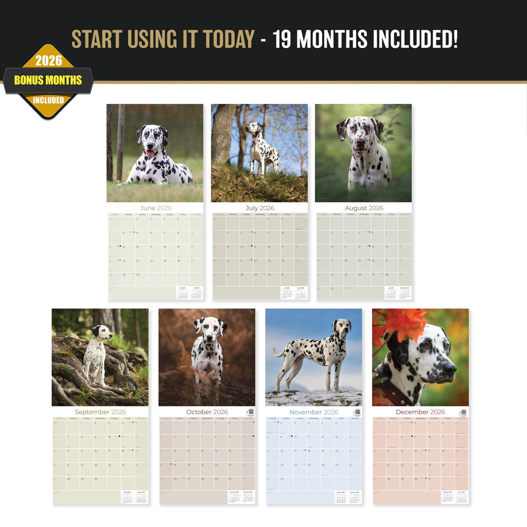Dalmatian Wall Calendar 2027 - 12" x 12" Monthly Sleek Spotted Coach & Firehouse Dog Breed Calendar