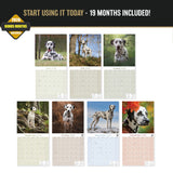 Dalmatian Wall Calendar 2027 - 12" x 12" Monthly Sleek Spotted Coach & Firehouse Dog Breed Calendar
