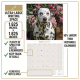 Dalmatian Wall Calendar 2027 - 12" x 12" Monthly Sleek Spotted Coach & Firehouse Dog Breed Calendar