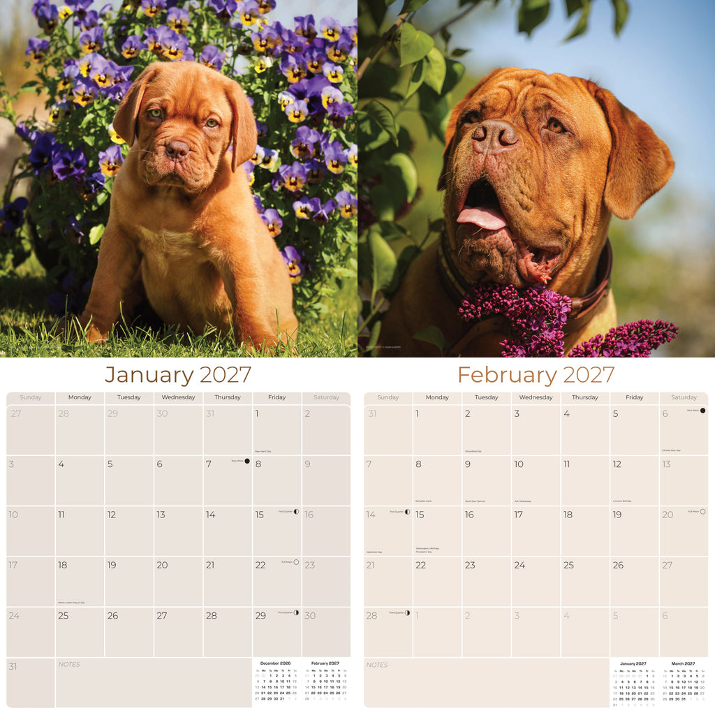 Dogue de Bordeaux Wall Calendar 2027 - 12" x 12" Monthly Powerful French Mastiff & Wrinkled Bordeaux Dog Calendar