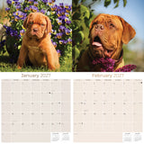 Dogue de Bordeaux Wall Calendar 2027 - 12" x 12" Monthly Powerful French Mastiff & Wrinkled Bordeaux Dog Calendar