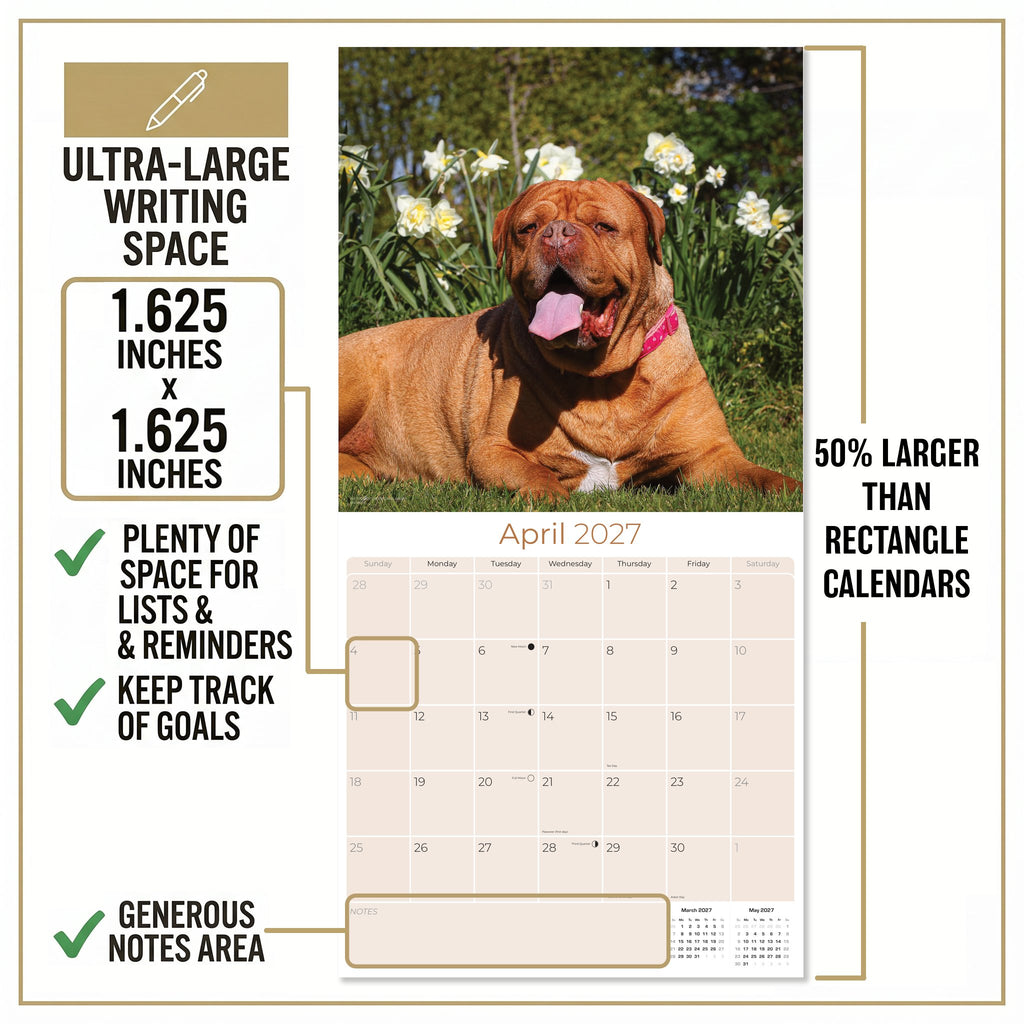Dogue de Bordeaux Wall Calendar 2027 - 12" x 12" Monthly Powerful French Mastiff & Wrinkled Bordeaux Dog Calendar