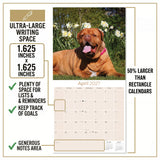 Dogue de Bordeaux Wall Calendar 2027 - 12" x 12" Monthly Powerful French Mastiff & Wrinkled Bordeaux Dog Calendar