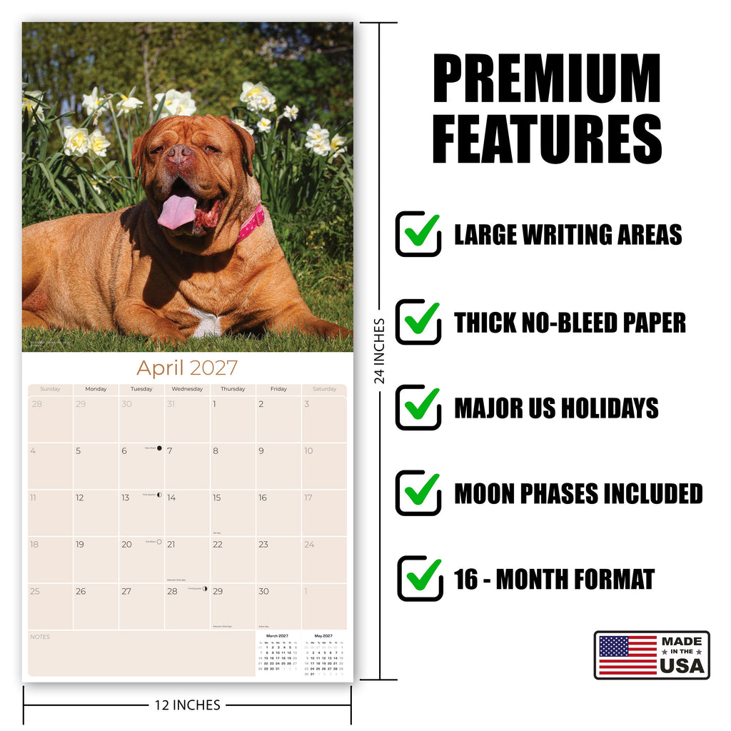 Dogue de Bordeaux Wall Calendar 2027 - 12" x 12" Monthly Powerful French Mastiff & Wrinkled Bordeaux Dog Calendar