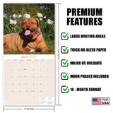 Dogue de Bordeaux Wall Calendar 2027 - 12" x 12" Monthly Powerful French Mastiff & Wrinkled Bordeaux Dog Calendar