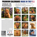 Dogue de Bordeaux Wall Calendar 2027 - 12" x 12" Monthly Powerful French Mastiff & Wrinkled Bordeaux Dog Calendar