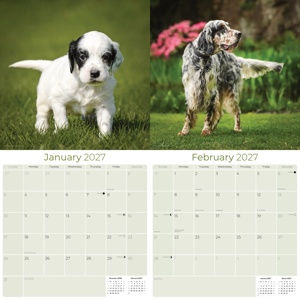 English Setter Wall Calendar 2027 - 12" x 12" Monthly Elegant Feathered Belton & English Setter Gundog Calendar